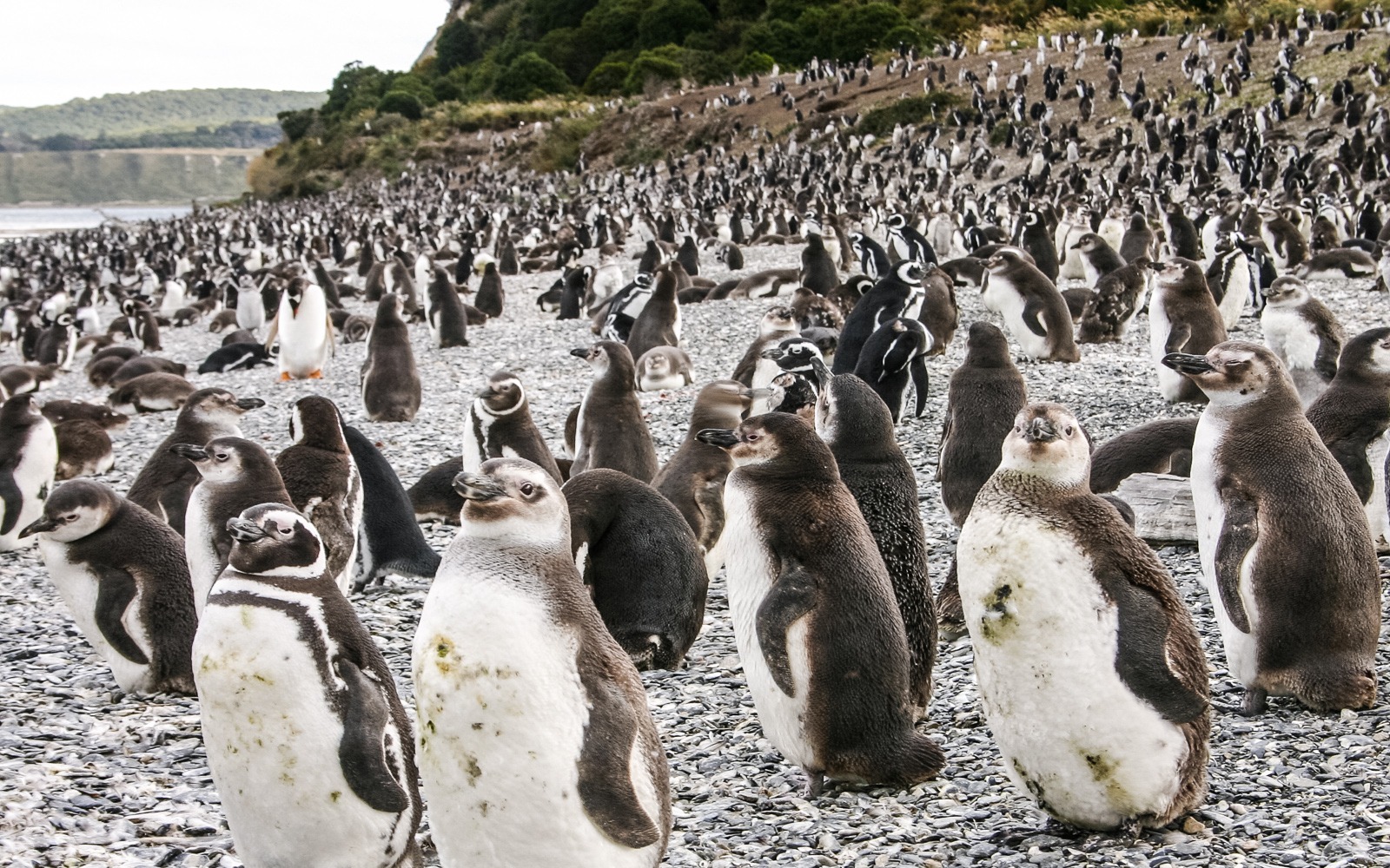 10 imagenes de la temporada de pingüinos en Ushuaia